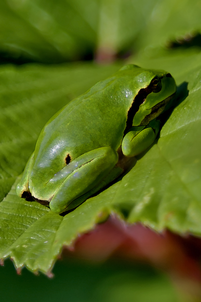 Laubfrosch – Aufgenommen am 13. September  2013 im Auried FR