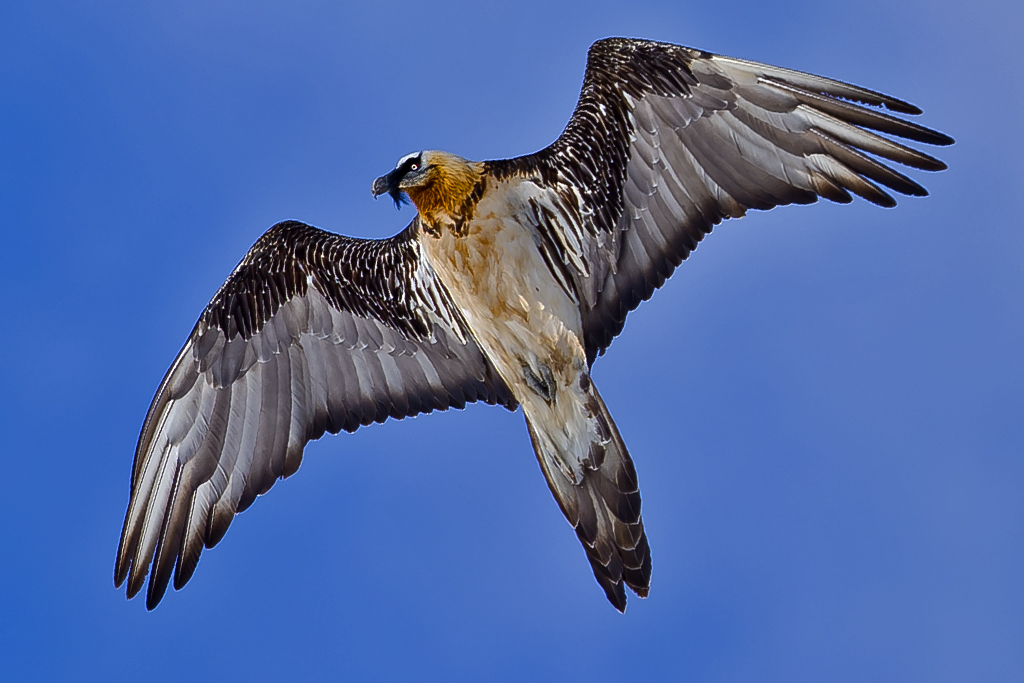 Bartgeier – Aufgenommen am 18. März 2015