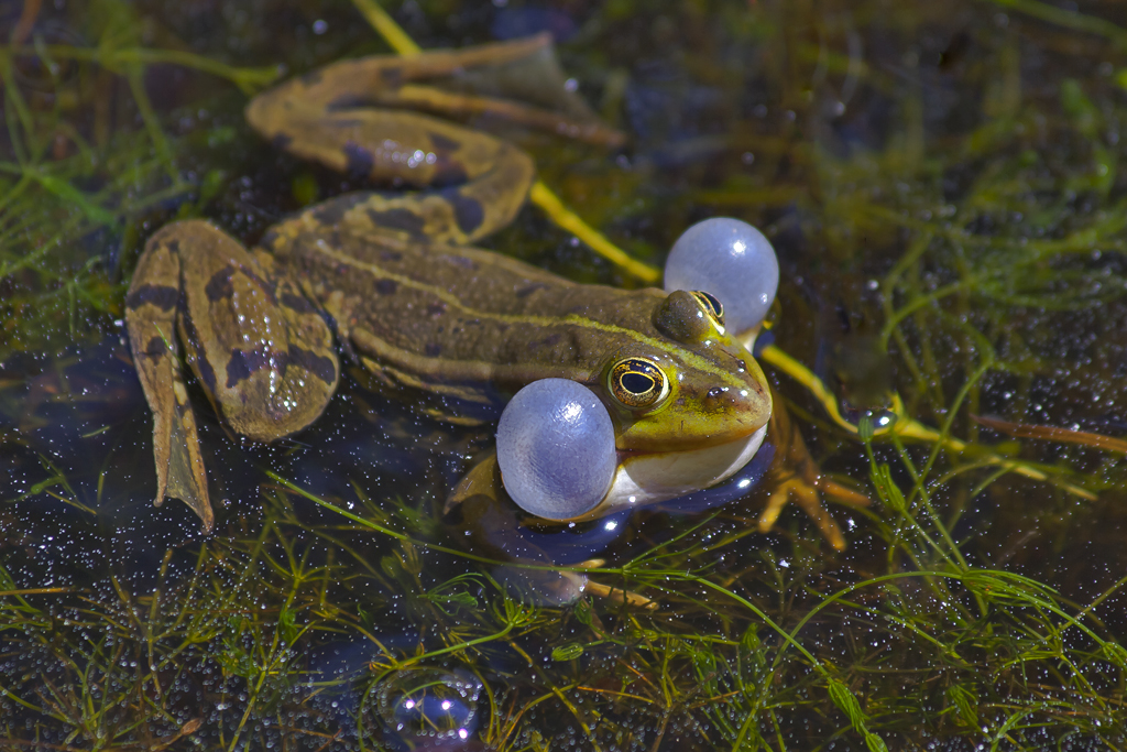 Teichfrosch – Aufnahme 18. Mai 2013 Selegermoor