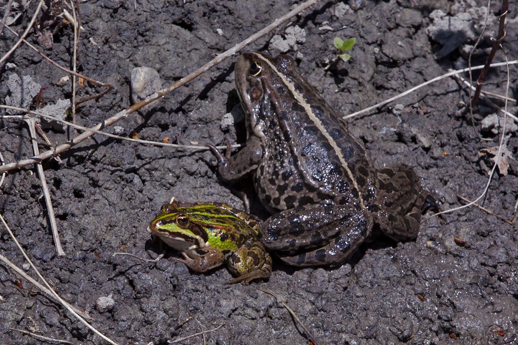 Seefrosch – aufgenommen am 14. April 2014 im Naturschutzzentrum La Sauge