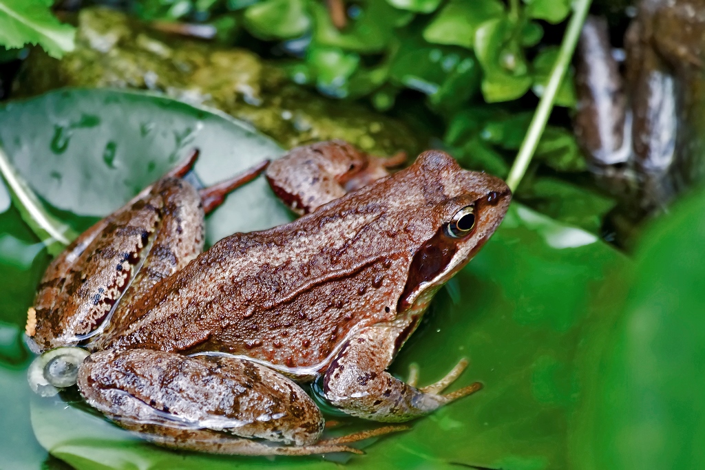 Grasfrosch – Aufgenommen am 27. Juni 2015 in Grindelwald