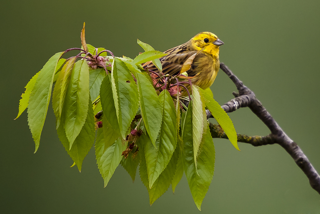 Goldammer – aufgenommen am 15. Mai 2013 im Obstgarten Biel-Benken