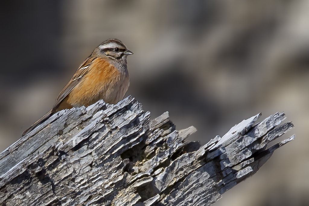 Zippammer – Aufgenommen am 10. Februar 2015 in Chamoson 