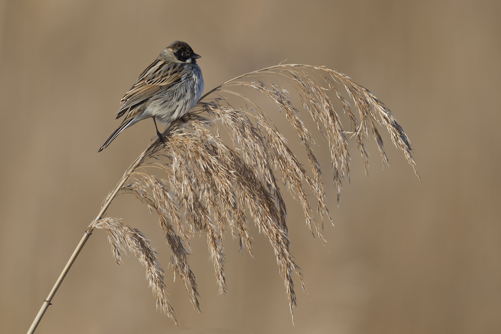 Rohrammer – Rohrammer Männchen aufgenommen am 14. März 2017 im Chablais de Cudrefin (VD)