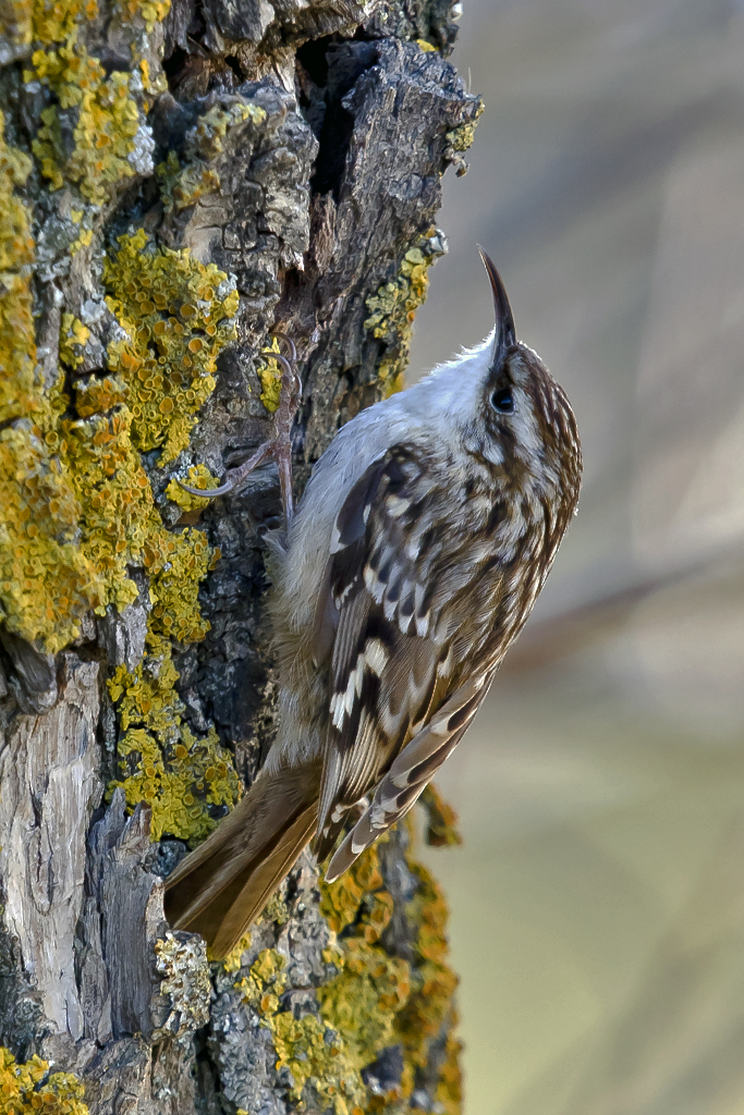 Gartenbaumläufer – Aufgenommen am  23. März 2015 im Leukerfeld VS