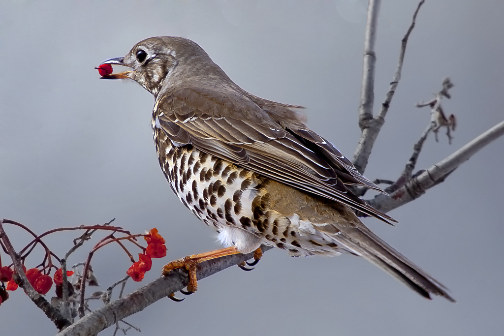 Misteldrossel – Misteldrossel am 29. Februar 2014 in Niedergrächen