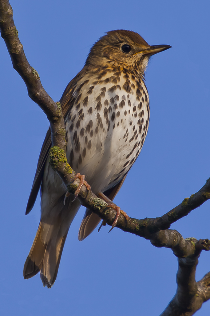 Singdrossel – Singdrossel am 20. September 2012 am Klingnauer Stausee