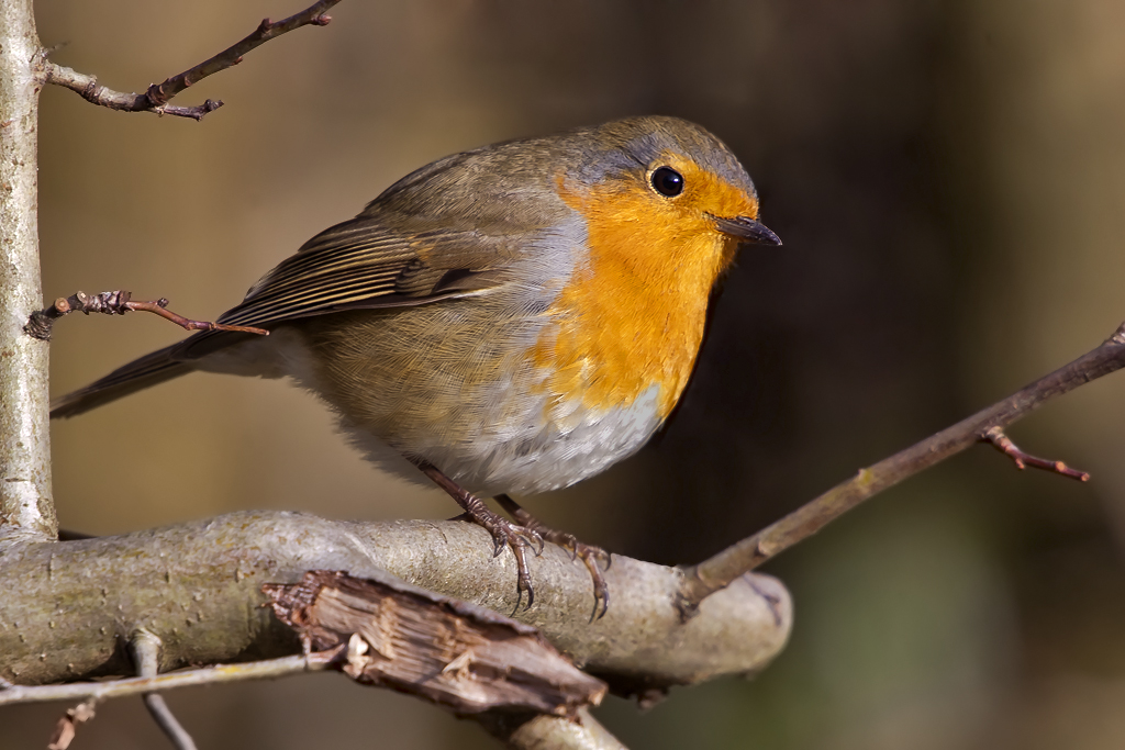 Rotkehlchen – Aufgenommen am 21. Dezember 2013 in der Grün 80 Münchenstein
