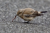 Wüstensteinschmätzer