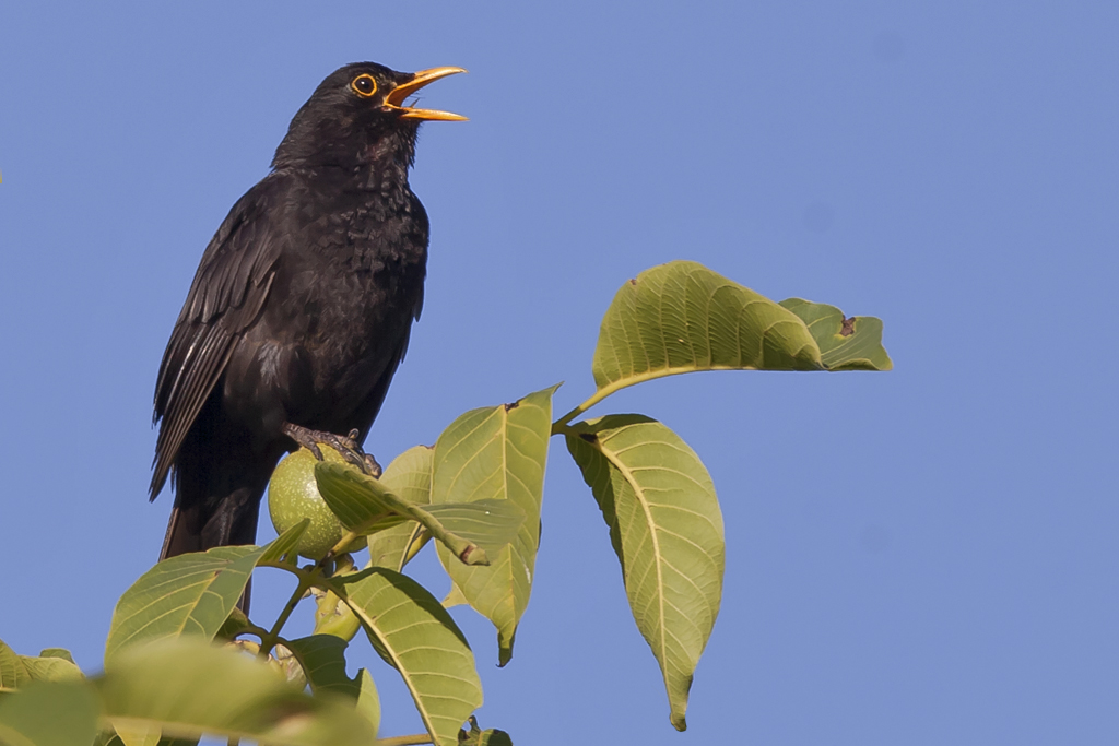 Amsel – Amselmännchen am 1.7.2016 in der Petite Camargue Alsacienne singt ihren Reviergesang auf einem Nussbaum