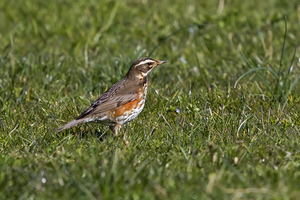 Rotdrossel – Aufgenommen am 8. März 2018 am Klingnauestausee
