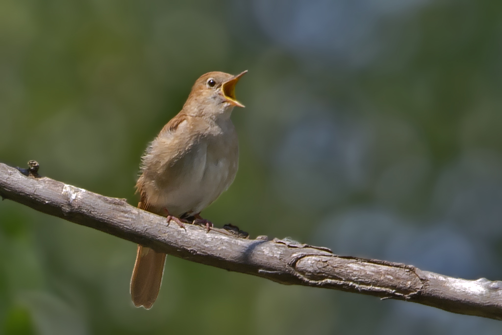 Nachtigall – aufgenommen am 20. Mai 2016 bei Illmitz am Neusiedlersee 
