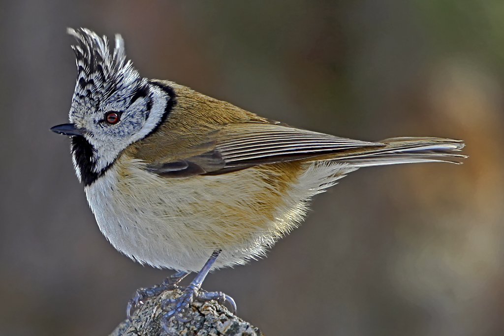 Haubenmeise – Aufgenommen am 23. Februar 2009 im Bärgji Grächen VS