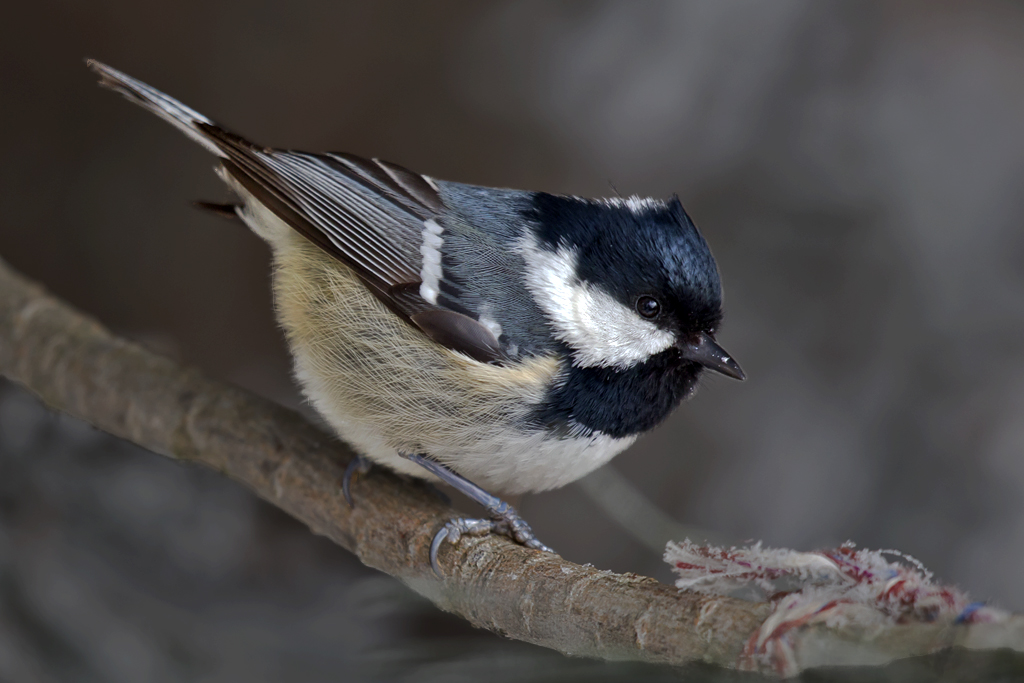 Tannenmeise – Aufgenommen am 8. Februar 2015 in Grächen