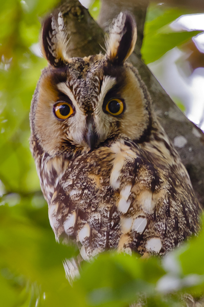 Waldohreule – aufgenommen am 11. Juni 2012 in Rodersdorf.