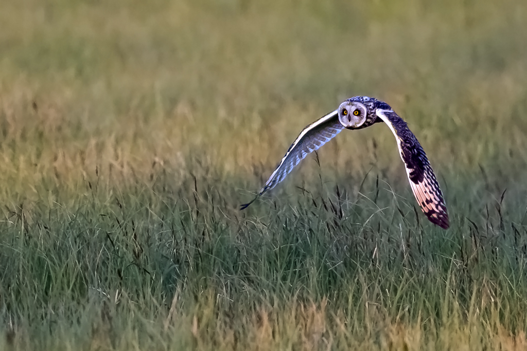 Sumpfohreule – Aufgenommen am 19. Mai 2016 um 5.41 Uhr in der Morgendämmerung im Hansag bei Andau, in Oesterreich