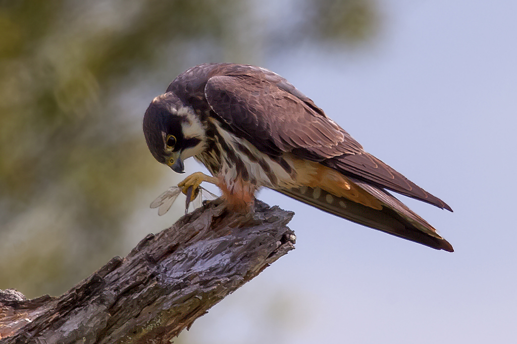 Baumfalke – Aufgenommen am 15. Mai 2014 in der Petite Camargue Alsacienne.