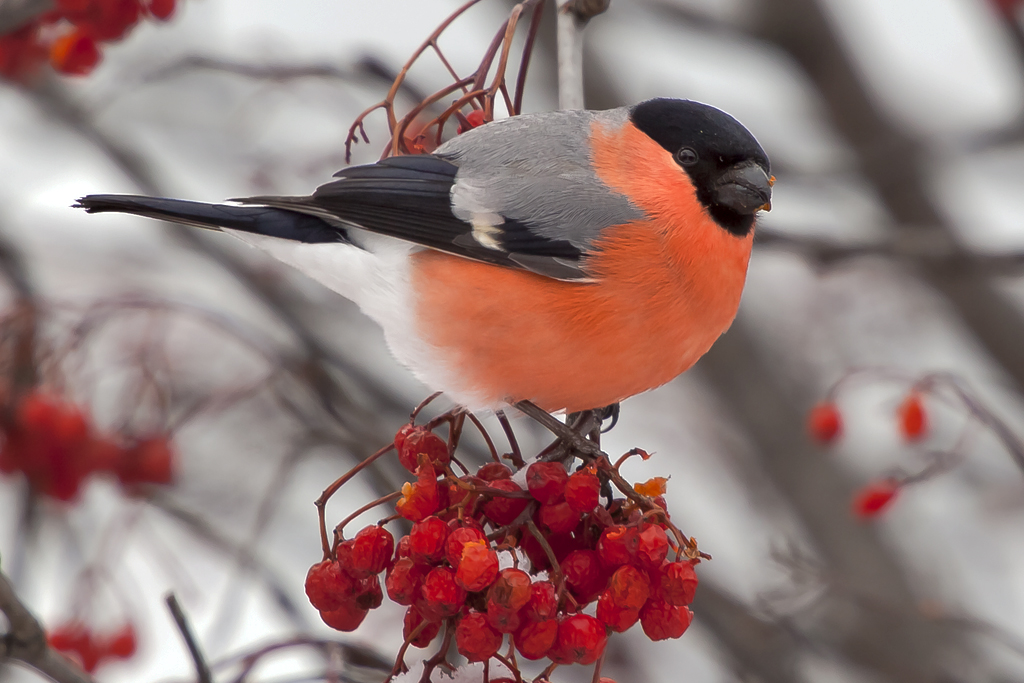 Gimpel – Aufgenommen am 14. Februar 2014 in Niedergrächen 