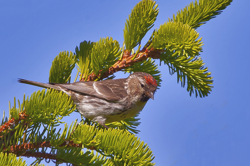 Alpenbirkenzeisig – Aufgenommen am 16. Juli 2013 auf der grossen Scheidegg bei Grindelwald BE