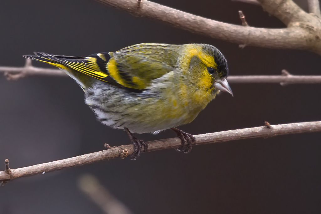 Erlenzeisig – Erlenzeisig Männchen aufgenommen am 12. Februar 1213 in Therwil
