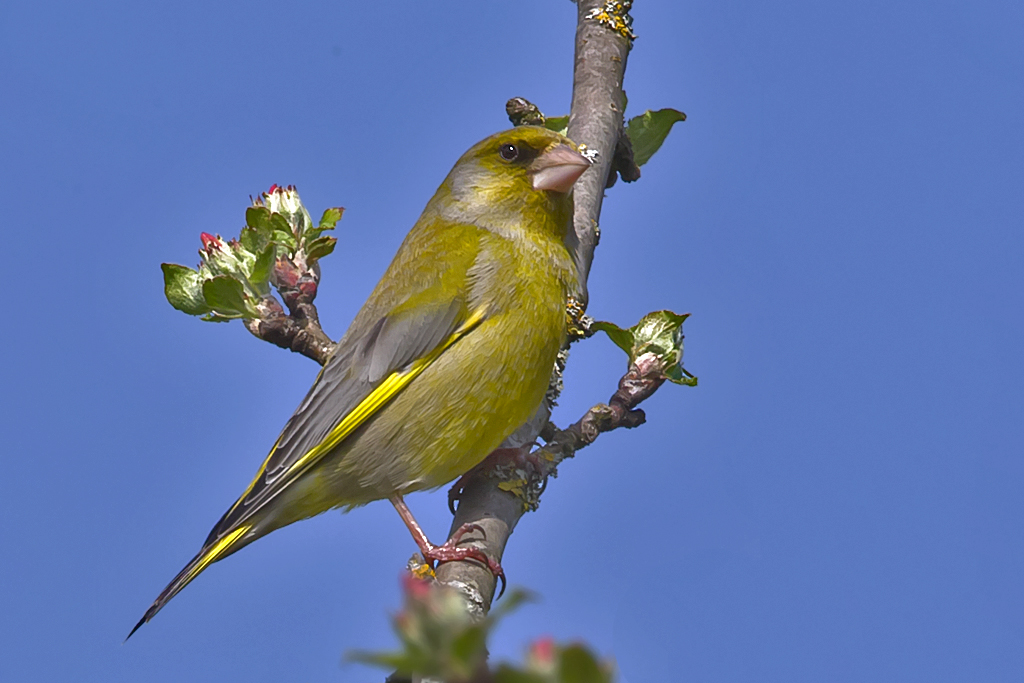 Grünfink – Ein Grünfink auf aufblühendem Apfelbaum aufgenommen am 13. April 2015 in der Ziegelei Oberwil