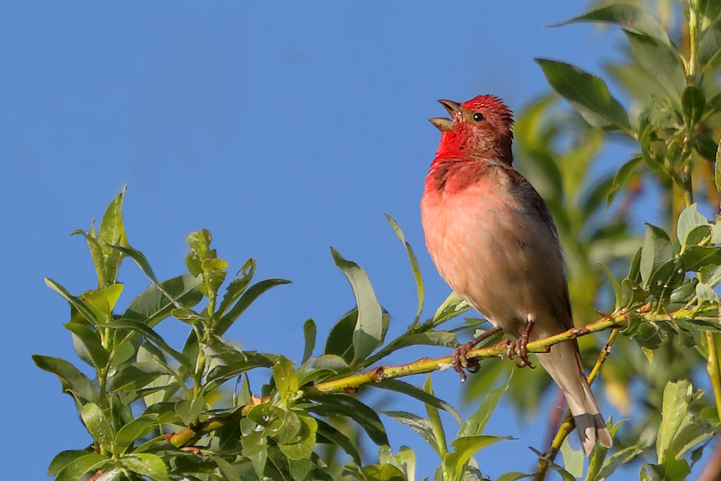 Karmingimpel – Aufgenommen am 19. Juni 2018 bei Zumdorf im Urserental UR