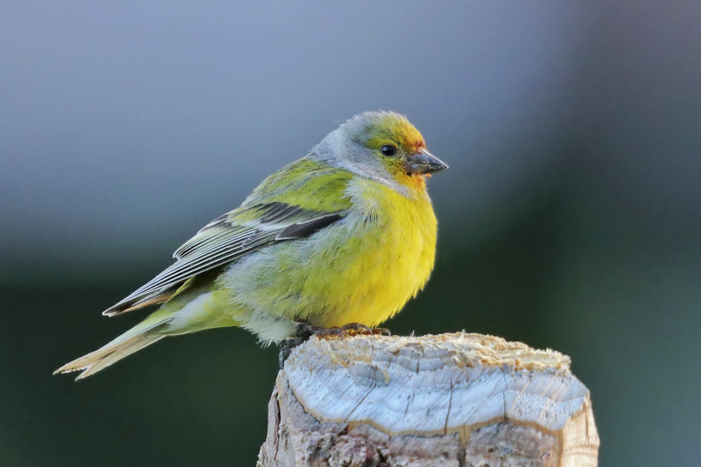 Zitronengirlitz – Aufgenommen am 10. Juli 2024 auf der Grossen Scheidegg bei Grindelwald