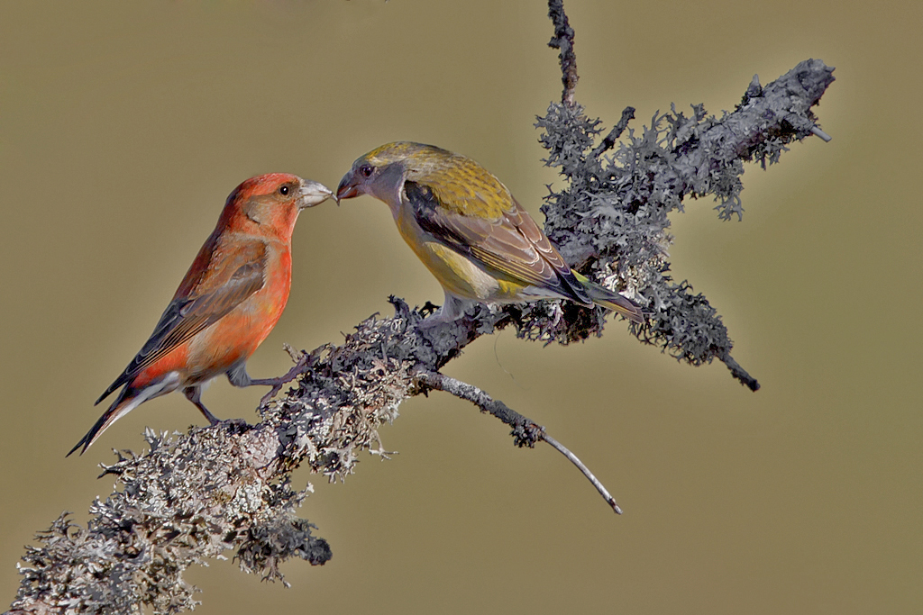 Fichtenkreuzschnabel