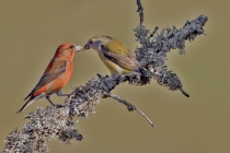 Fichtenkreuzschnabel