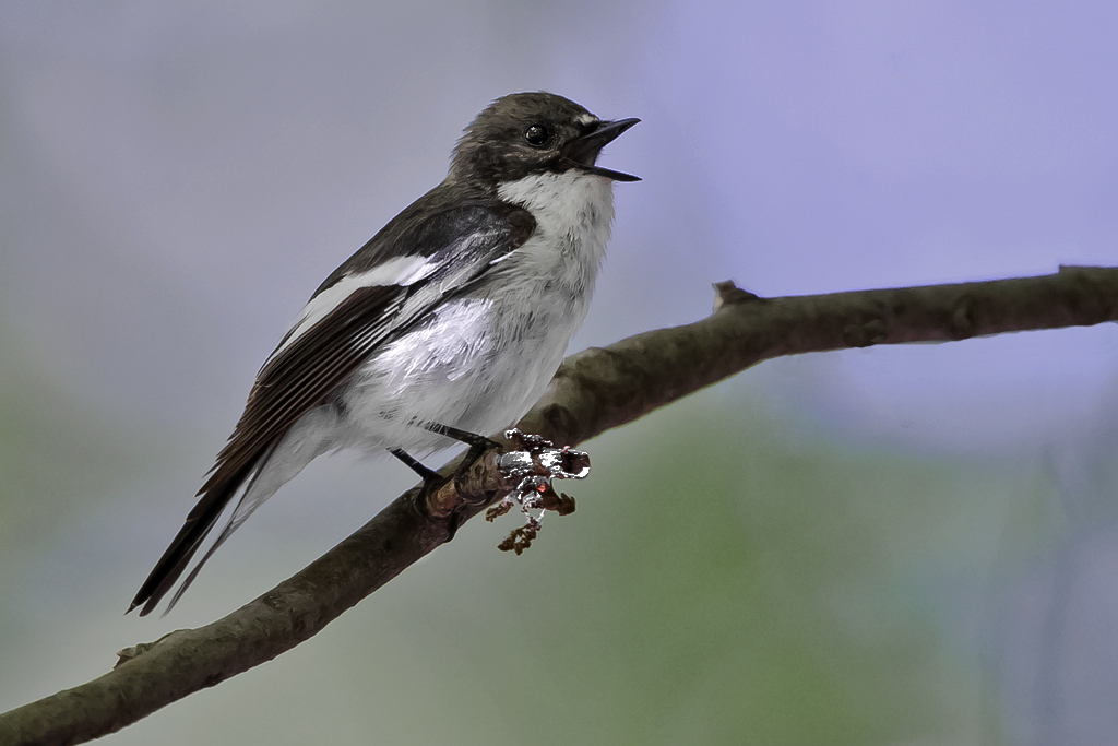 Trauerschnäpper – Singendes Männchen im Allschwilwald aufgenommen am  5. Mai 2014