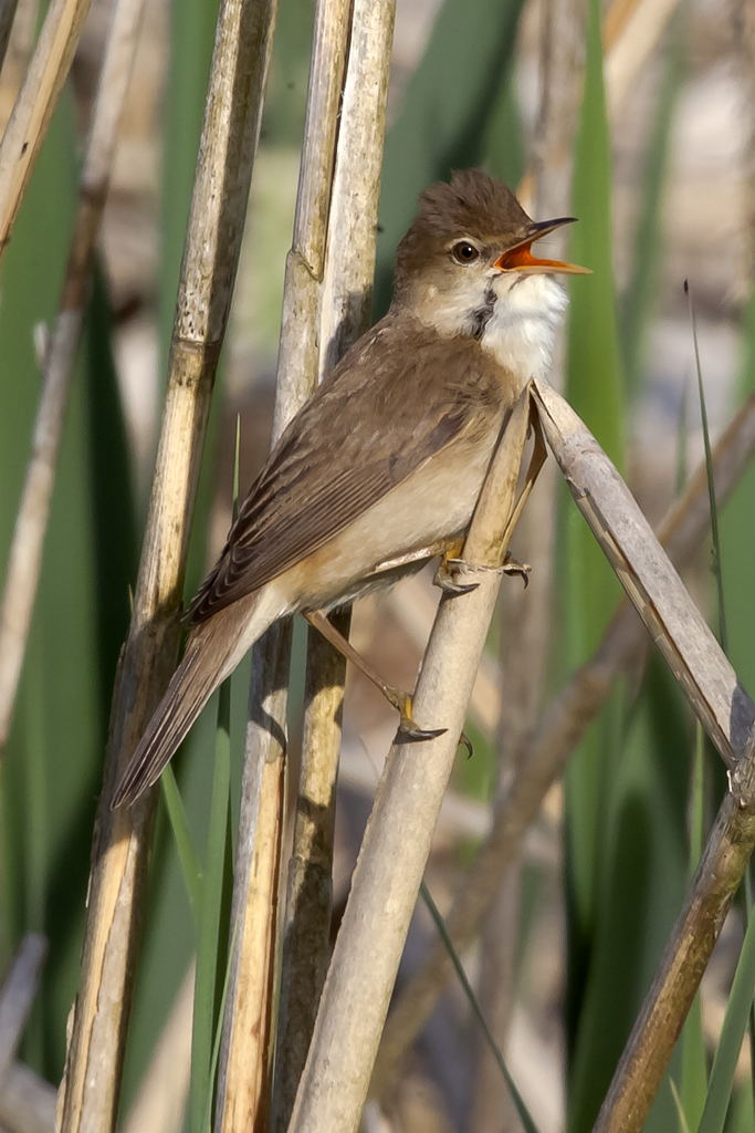 Teichrohrsänger – Aufgenommen am 4. Mai 2012 beim Birsmatthof Therwil