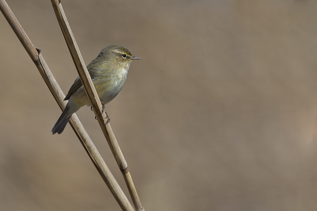 Zilpzalp – Am 19. März 2016, vom Schilfgürtel der Bolle Rosso bei Tenero (TI) aus, erbeutet dieser Zilpzalp die ersten Mücken die aus den im Wasser lebenden  Larven schlüpfen.