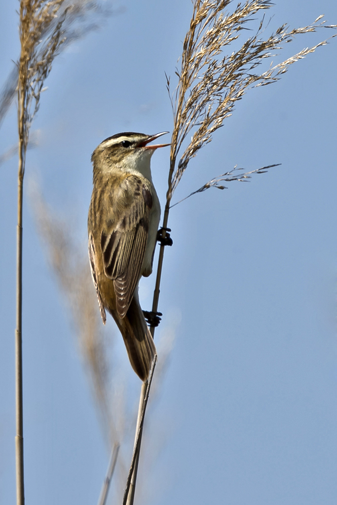Schilfrohrsänger – Aufgenommen am 9. Mai 2016 im Hansag im Burgenland (A)