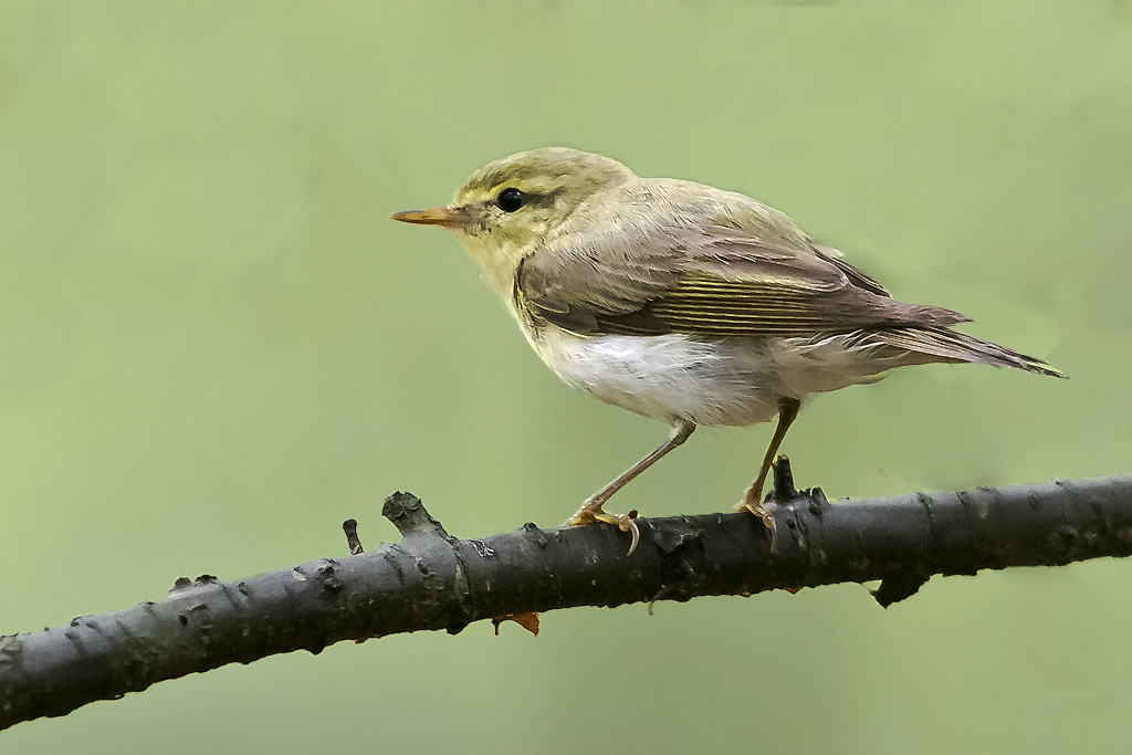 Waldlaubsänger – Aufgenommen am 12. Juni 2019 im grossen Waldgebiet in der Nähe des Rederangersees im Müritz Nationalpark, Deutschland
