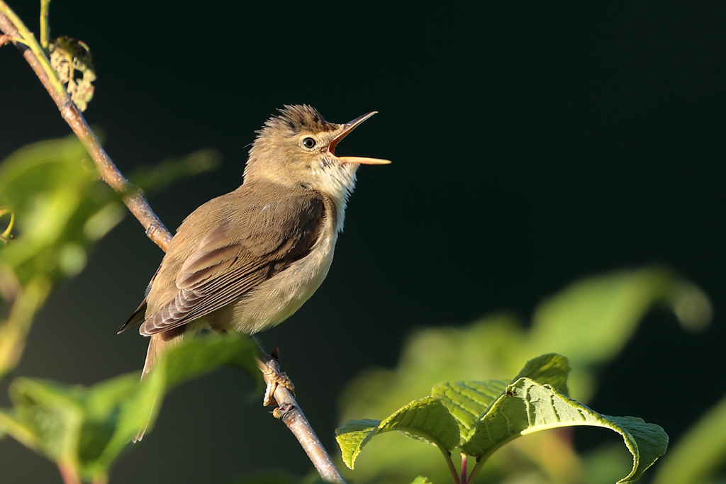 Sumpfrohrsänger – aufgenommen am 6. Juli 2021 im Urserental bei Realp