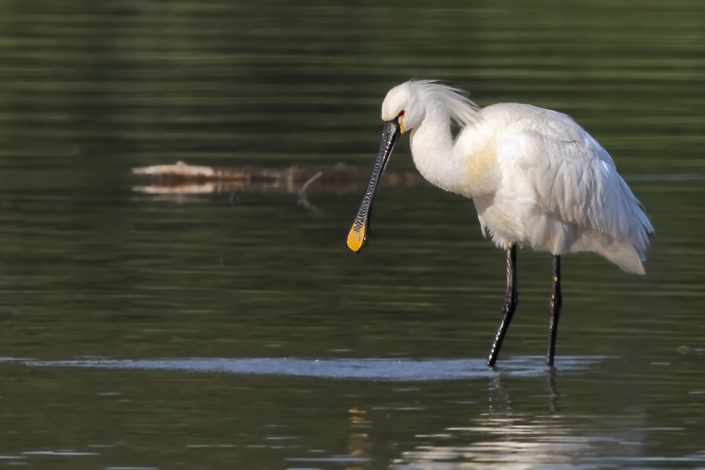 Löffler – Adulter Löffler aufgenommen am 26. Mai 2020 am Flachsee bei Unterlunkofen AG