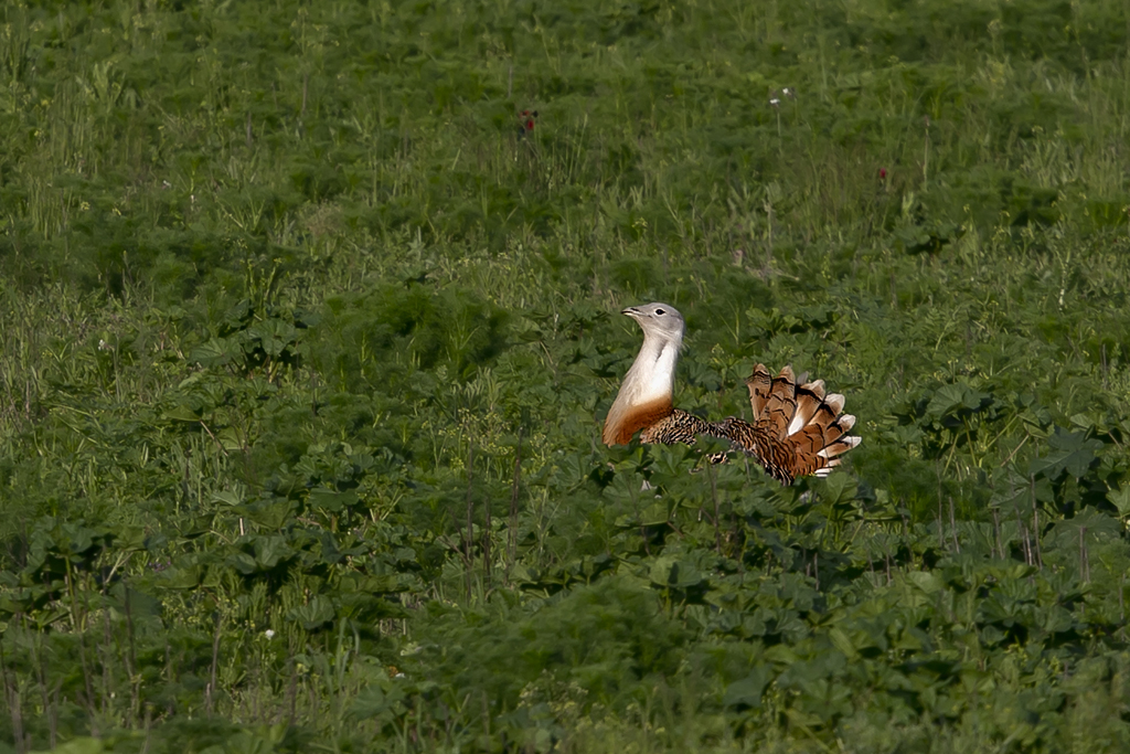 Grosstrappe – Aufgenommen am 19. Mai 2016 im Hansag bei Andau (A)