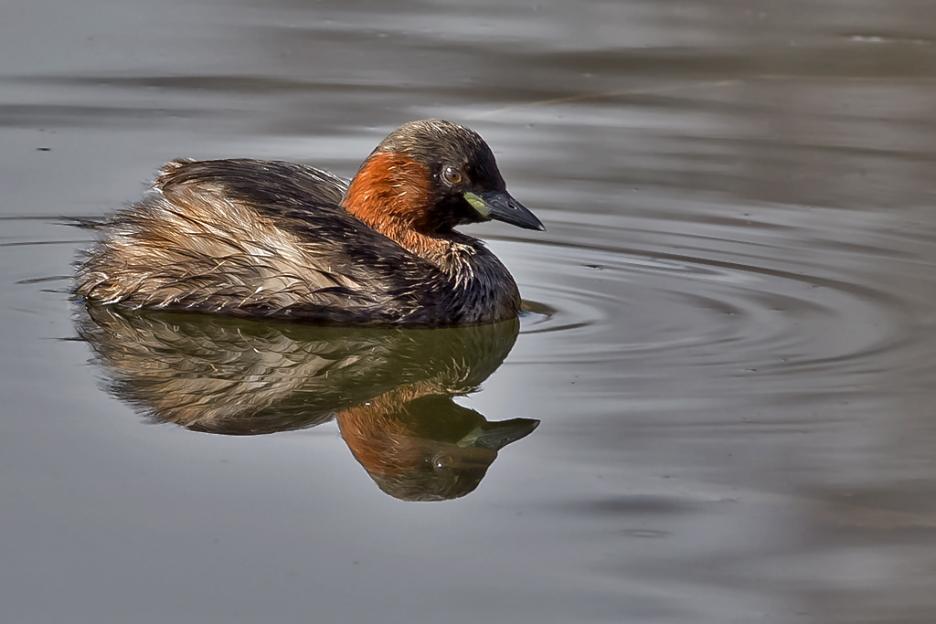 Zwergtaucher – Aufgenommen am 19. März 2015 im Naturschutz Zentrum La Sauge am Neuenburger See.
