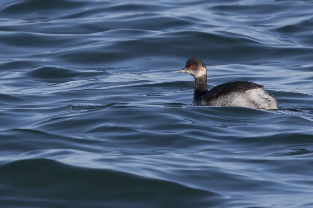 Schwarzhalstaucher – Aufgenommen am 29. Januar 2019 am Bodensee bei Romanshorn