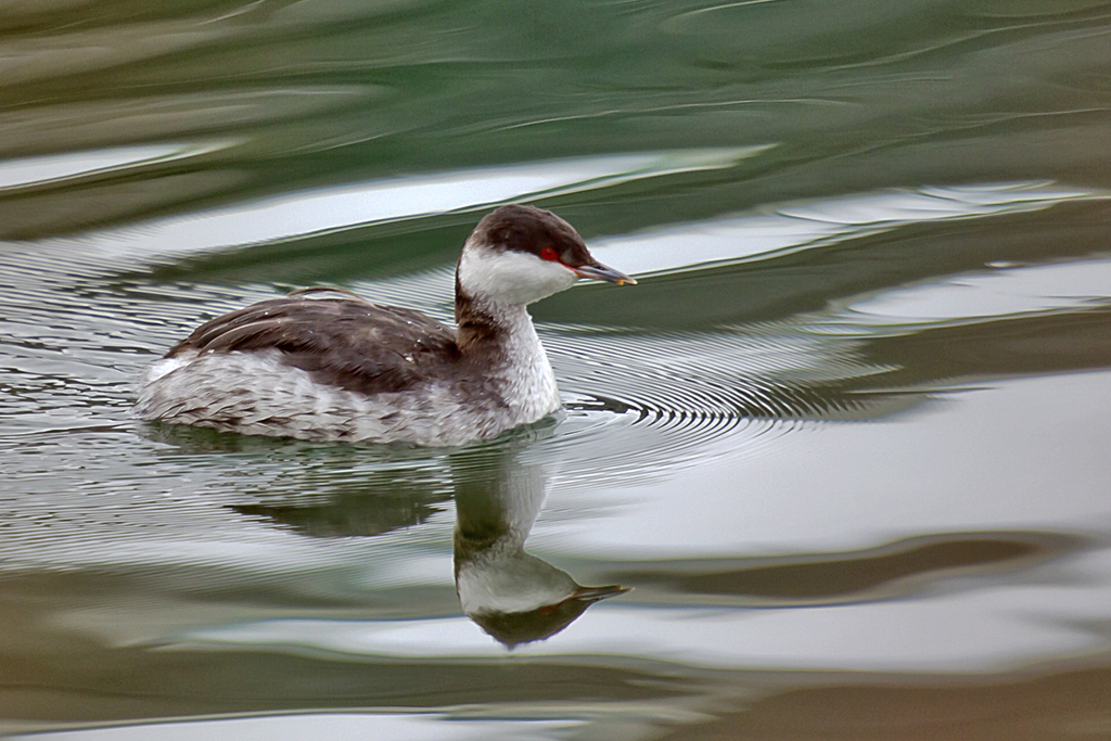 Ohrentaucher – Aufgenommen am 28. Februar 2025 auf dem Rhein beim Birsfelder Stau, Baselland.