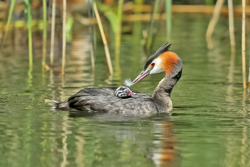 Haubentaucher – Aufgenommen am 7. Juni 2023 im Maggiadelta bei Ascona