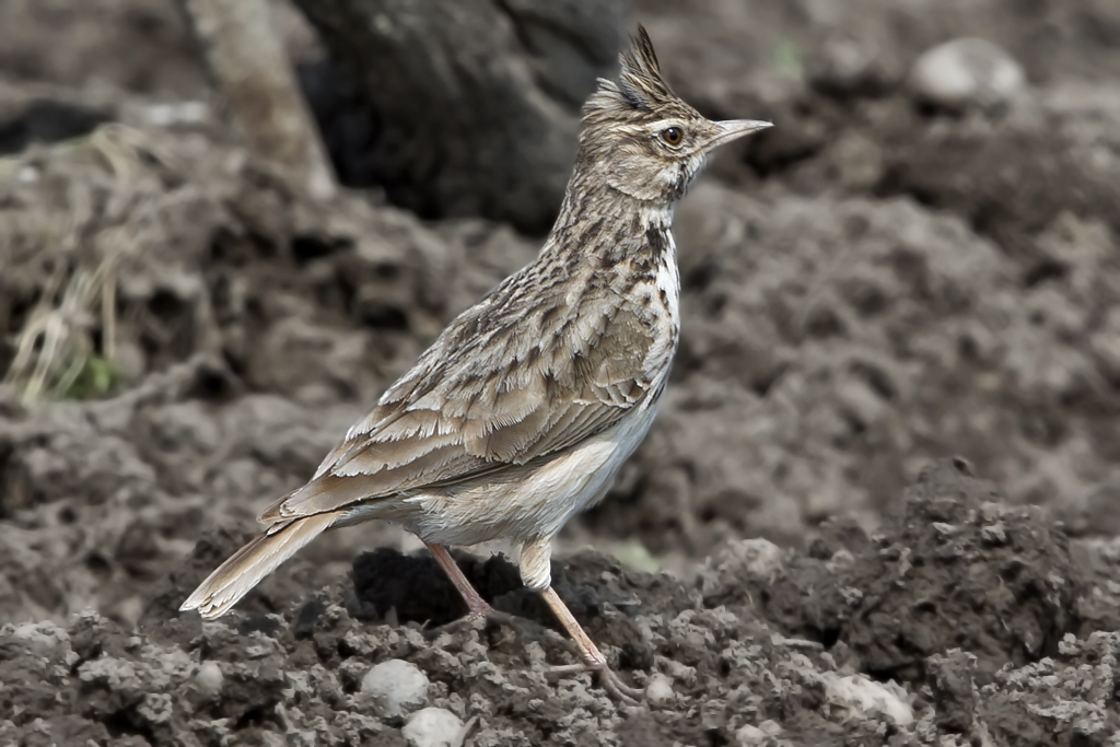 Haubenlerche – Aufgenommen am 20. Mai 2016 in einem Rebgarten bei Illmitz am Neusiedlersee (A).