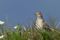 Feldlerche