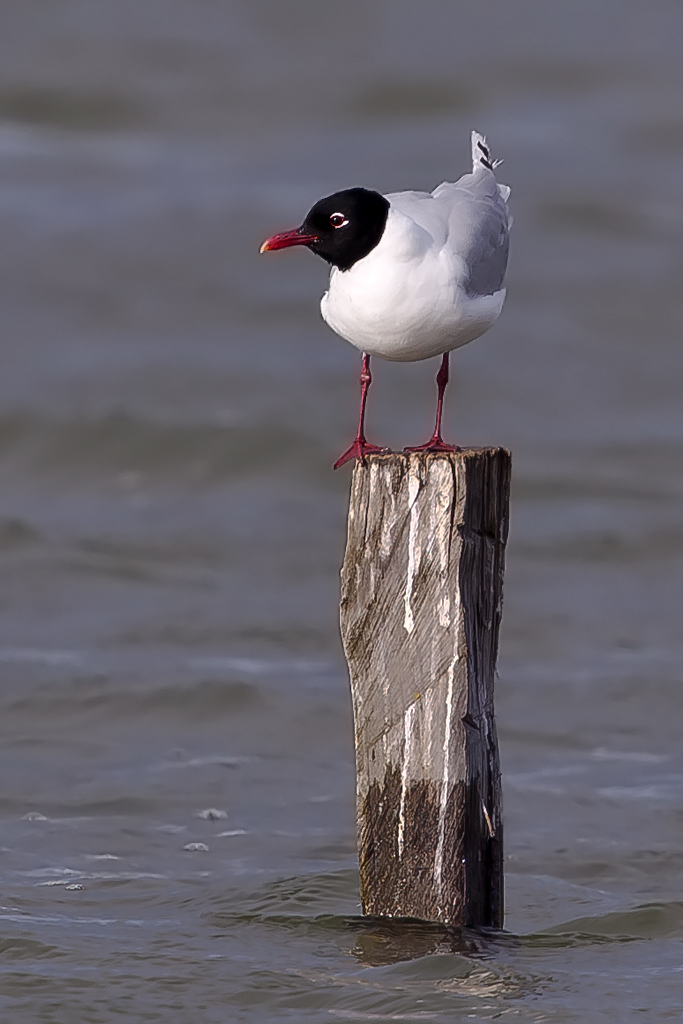 Schwarzkopfmöwe – Aufgenommen am 3. Juni 2014 im Chablais de Cudrefin am Neuenburgersee.