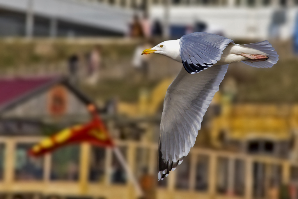Silbermöwe – Aufgenommen am 7. April 2018 am Strand von Zandvoort NL.