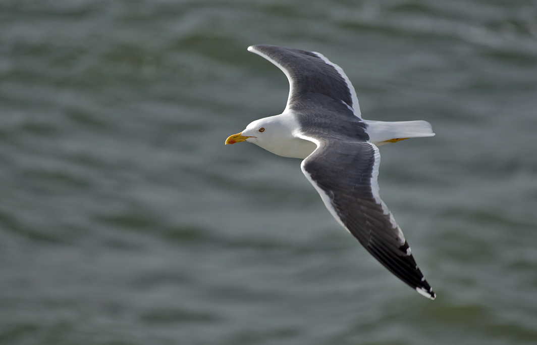 Mantelmöwe – Aufgenommen am 14. April 2018 an der Westküste der Niederlande