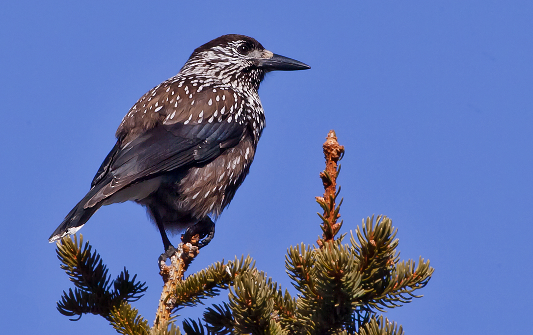 Tannenhäher – Aufgenommen am 13. März 2010 in Grächen