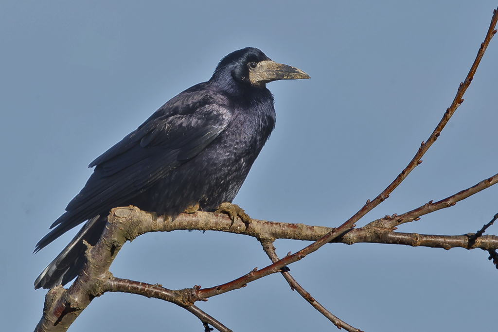 Saatkrähe – Aufgenommen am 7. Dezember 2015 in Aesch (BL)