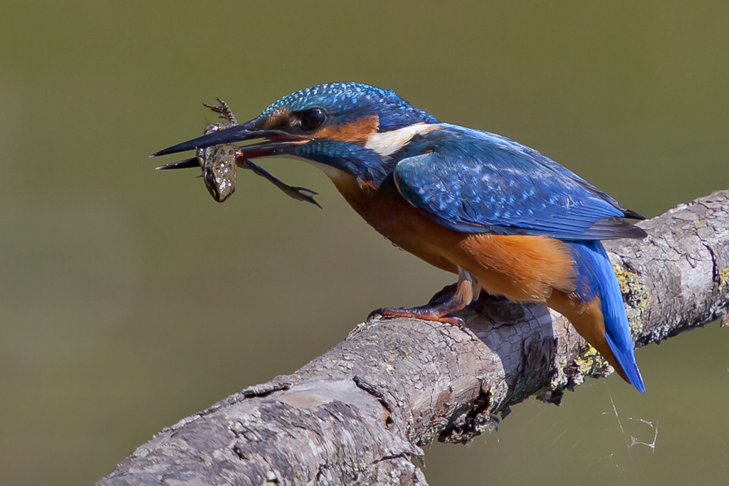 Eisvogel – junger Eisvogel am 21.08.2013 in La Sauge beim Erbeuten eines Frosches