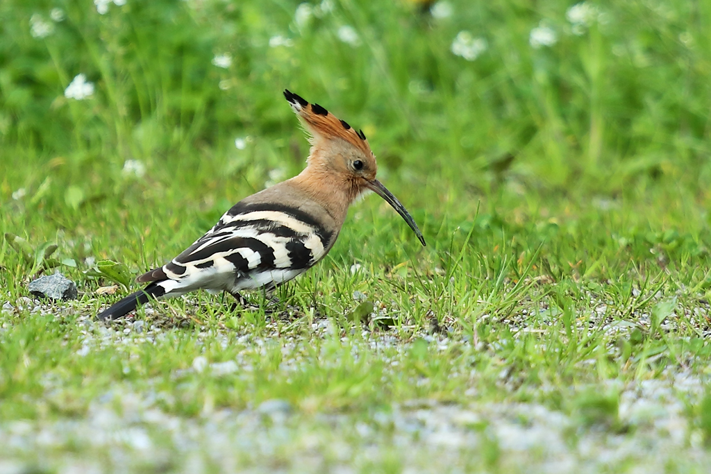Wiedehopf – Wiedehopf auf dem Frühjahreszug 10. April 2024 im Kaltbrunner Riet